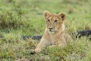 Young lion, Maasai Mara National Reserve, Kenya, Panthera leo