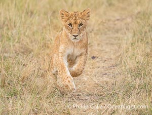 Young Lion Running, Mara North Conservancy, Kenya, Panthera leo