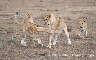 Young Lions Playing and Socializing, Greater Masai Mara, Kenya, Panthera leo, Mara North Conservancy