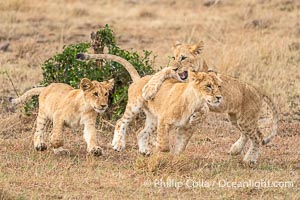 Young Lions Playing and Socializing, Greater Masai Mara, Kenya, Panthera leo, Mara North Conservancy