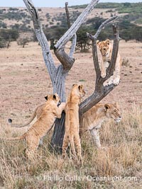 Young Lions Playing on a Dead Tree, Greater Masai Mara, Kenya, Panthera leo, Mara North Conservancy
