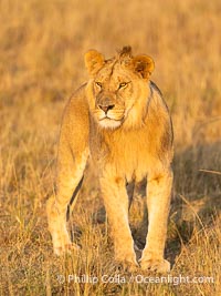 Young male lion, Mara North Conservancy, Kenya, Panthera leo