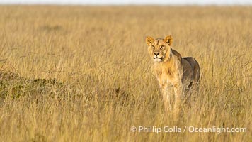Young male lion, Mara North Conservancy, Kenya, Panthera leo