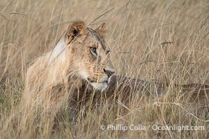 Young male lions, these may be siblings and may eventually leave the pride to form of coalition of their own, Greater Masai Mara, Kenya, Panthera leo, Mara North Conservancy