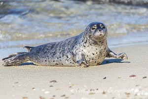 Young Pacific harbor seal pup, only a few days old. This pup will remain with its mother for only about six weeks, at which time it will be weaned and must forage for its own food, Phoca vitulina richardsi, La Jolla, California