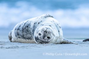 Young Pacific harbor seal pup, only a few days old. This pup will remain with its mother for only about six weeks, at which time it will be weaned and must forage for its own food, Phoca vitulina richardsi, La Jolla, California