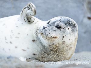 Young Pacific harbor seal pup, only a few days old. This pup will remain with its mother for only about six weeks, at which time it will be weaned and must forage for its own food, Phoca vitulina richardsi, La Jolla, California