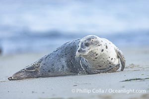 Young Pacific harbor seal pup, only a few days old. This pup will remain with its mother for only about six weeks, at which time it will be weaned and must forage for its own food, Phoca vitulina richardsi, La Jolla, California