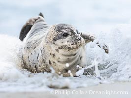 Young Pacific Harbor Seal pup splashed by a wave at the waters edge, on a white sand beach in San Diego, Phoca vitulina richardsi, La Jolla, California