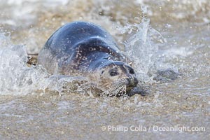 Young Pacific harbor seal pup, only a few days old, in surf at the edge of the ocean. This pup will remain with its mother for only about six weeks, at which time it will be weaned and must forage for its own food, Phoca vitulina richardsi, La Jolla, California