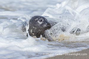 Young Pacific harbor seal pup, only a few days old, in surf at the edge of the ocean. This pup will remain with its mother for only about six weeks, at which time it will be weaned and must forage for its own food, Phoca vitulina richardsi, La Jolla, California