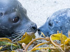 Pacific Harbor Seal Pup in La Jolla About One Week Old With Its Mother. This young seal will be weaned off its mothers milk and care when it is about four to six weeks old, and before that time it must learn how to forage for food on its own, a very difficult time for a young seal, Phoca vitulina richardsi