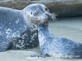 Pacific Harbor Seal Pup in La Jolla About One Week Old With Its Mother. This young seal will be weaned off its mothers milk and care when it is about four to six weeks old, and before that time it must learn how to forage for food on its own, a very difficult time for a young seal, Phoca vitulina richardsi