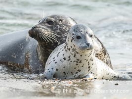 Pacific Harbor Seal Pup in La Jolla About One Week Old With Its Mother. This young seal will be weaned off its mothers milk and care when it is about four to six weeks old, and before that time it must learn how to forage for food on its own, a very difficult time for a young seal, Phoca vitulina richardsi