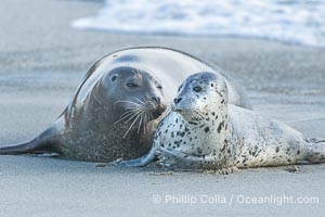 Pacific Harbor Seal Pup in La Jolla About One Week Old With Its Mother. This young seal will be weaned off its mothers milk and care when it is about four to six weeks old, and before that time it must learn how to forage for food on its own, a very difficult time for a young seal, Phoca vitulina richardsi