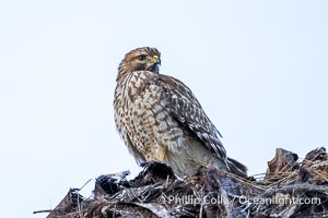 Young Red Shouldered Hawk Buteo lineatus in La Jolla, Buteo lineatus
