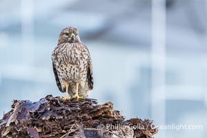 Young Red Shouldered Hawk Buteo lineatus in La Jolla, Buteo lineatus