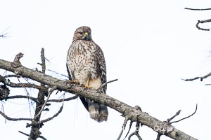 Young Red Shouldered Hawk Buteo lineatus in La Jolla, Buteo lineatus