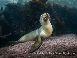 Female sea lion at the Coronado Islands, Baja California, Mexico, Zalophus californianus, Coronado Islands (Islas Coronado)