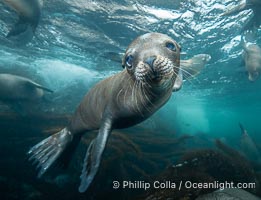 Young sea lion at the Coronado Islands, Baja California, Mexico, Zalophus californianus, Coronado Islands (Islas Coronado)