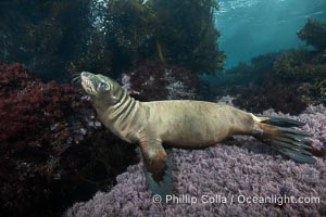 Young sea lion at the Coronado Islands, Baja California, Mexico, Zalophus californianus, Coronado Islands (Islas Coronado)