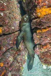 Young sea lion hides in an underwater crevice, Zalophus californianus, Sea of Cortez