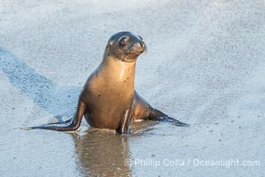 Young Sea Lion, La Jolla Cove