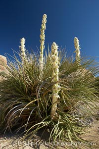 Unidentified yucca or agave, Joshua Tree National Park, California