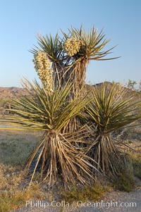 Mojave yucca in springtime bloom. Joshua Tree National Park, California, USA, Yucca schidigera, natural history stock photograph, photo id 09096