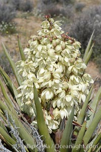 Fruit cluster of the Mojave yucca plant, Yucca schidigera, Joshua Tree National Park, California