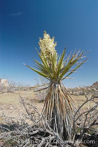 Mojave yucca in springtime bloom, Yucca schidigera, Joshua Tree National Park, California
