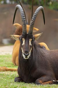 Zambian sable antelope, Hippotragus niger kirkii