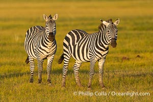Zebra Equus quagga, Amboseli National Park, Equus quagga