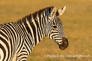 Zebra, Amboseli National Park, Equus quagga