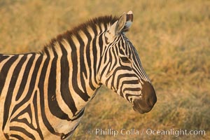 Zebra, Amboseli National Park, Kenya, Equus quagga