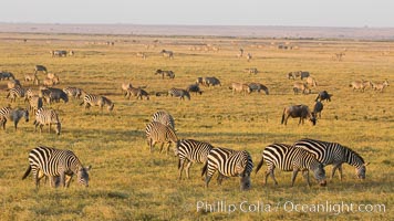 Zebra, Amboseli National Park, Kenya