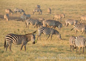 Zebra, Amboseli National Park, Kenya, Equus quagga