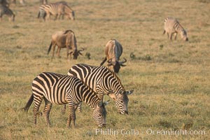 Zebra, Amboseli National Park, Kenya, Equus quagga