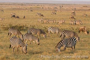 Zebra, Amboseli National Park, Kenya