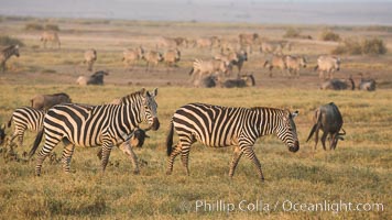 Zebra, Amboseli National Park, Kenya, Equus quagga