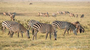 Zebra, Amboseli National Park, Kenya