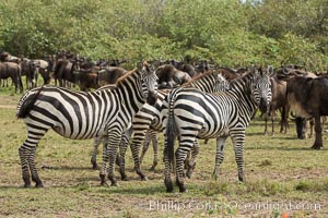 Zebra, Maasai Mara National Reserve, Kenya., Equus quagga, natural history stock photograph, photo id 29904