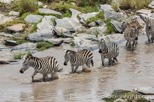 Zebra crossing river, Maasai Mara National Reserve, Kenya