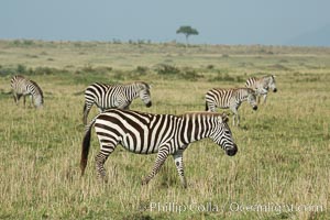 Zebra, Maasai Mara National Reserve, Kenya, Equus quagga