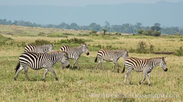 Zebra, Maasai Mara National Reserve, Kenya, Equus quagga