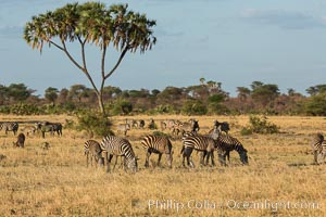 Zebra, Meru National Park, Kenya, Equus quagga