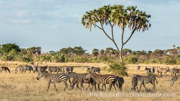 Zebra, Meru National Park, Kenya., Equus quagga, natural history stock photograph, photo id 29630