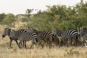 Zebra, Meru National Park, Kenya, Equus quagga