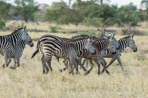 Zebra, Meru National Park, Kenya, Equus quagga