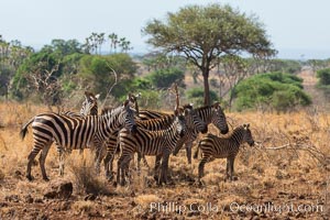 Zebra, Meru National Park, Kenya, Equus quagga